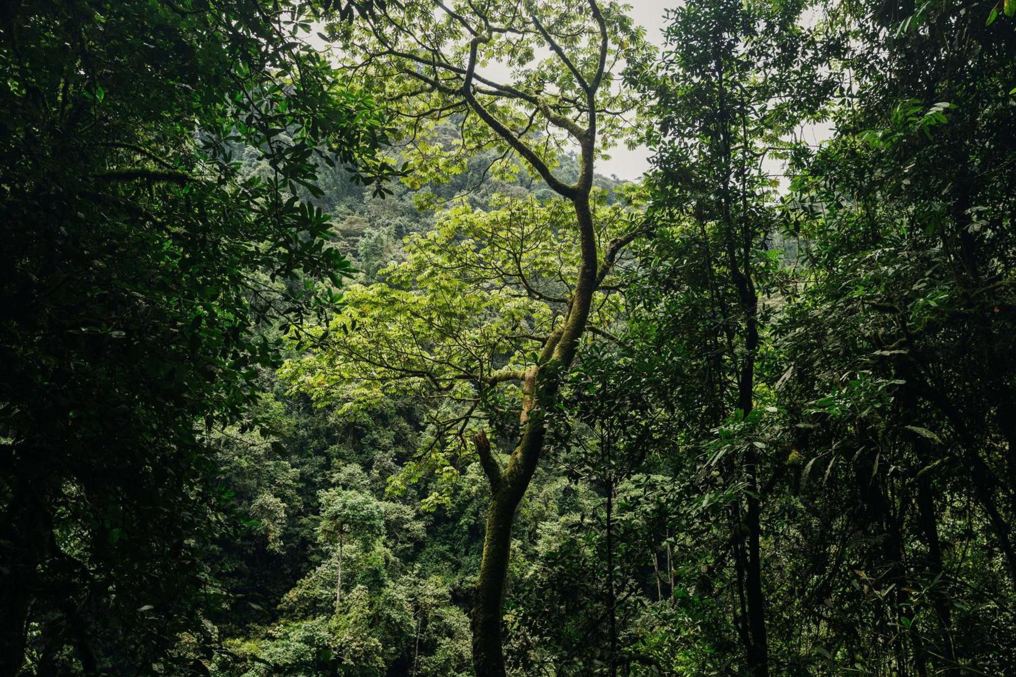 One&Only Nyungwe House Villa Rwumba Ngoại thất bức ảnh