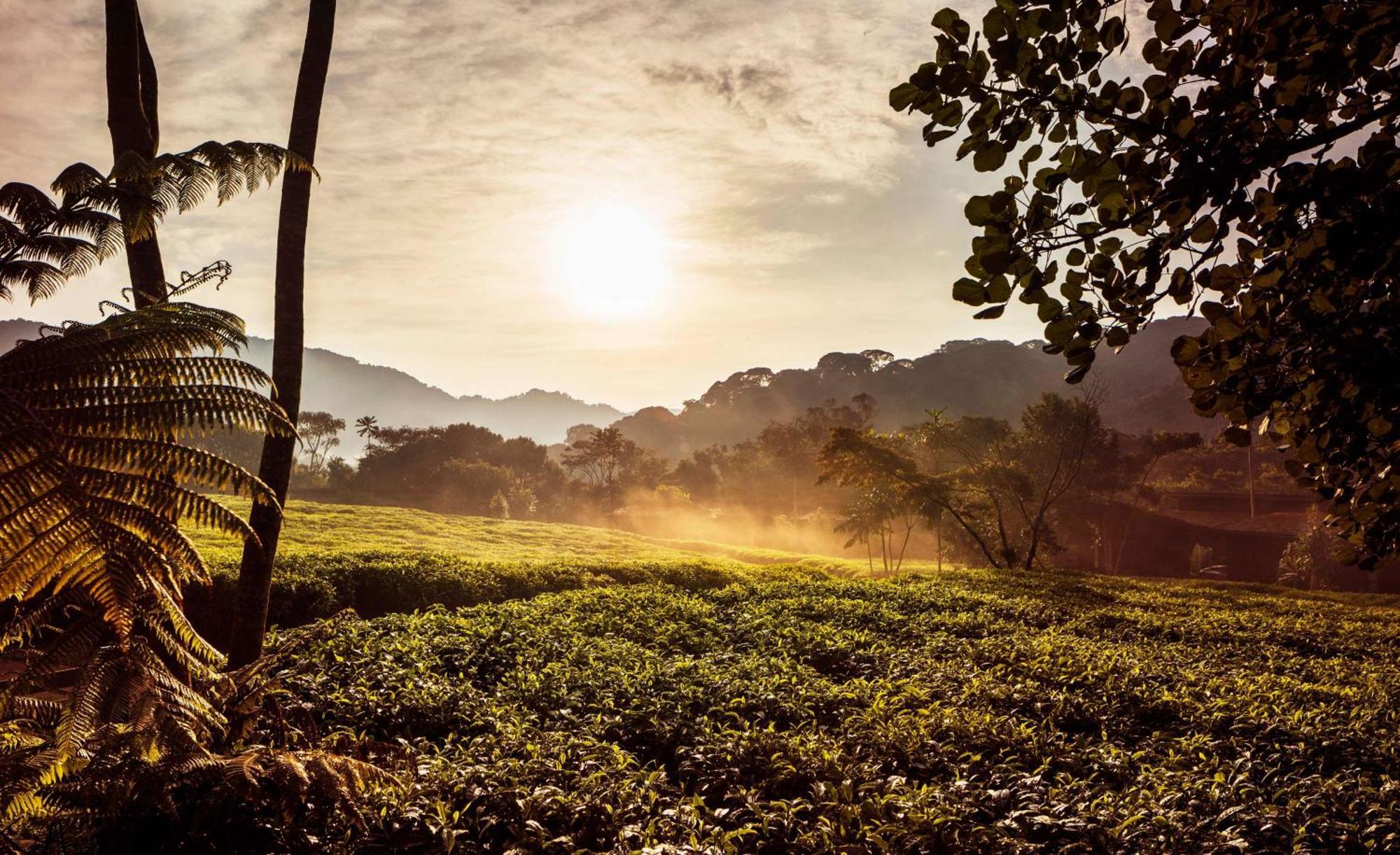 One&Only Nyungwe House Villa Rwumba Ngoại thất bức ảnh